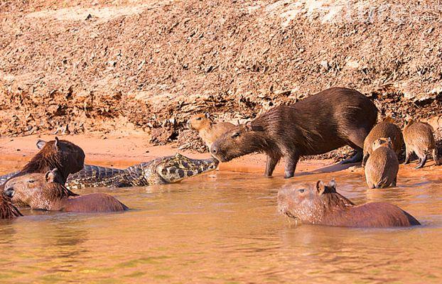 Capybara calmly resting among different animal species near water.