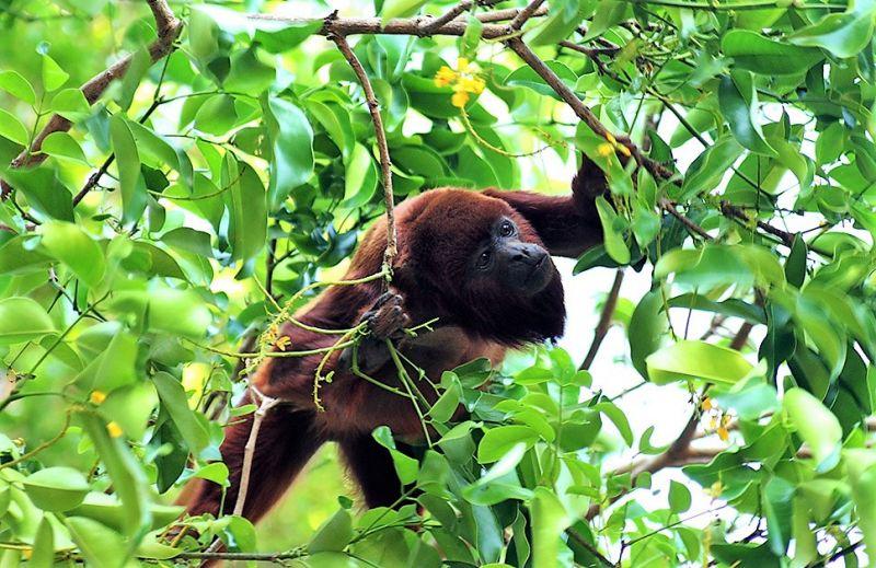 ๐ฟ 7 Hidden Amazon Animal Stories That Feel Like Discoveries From Another World
