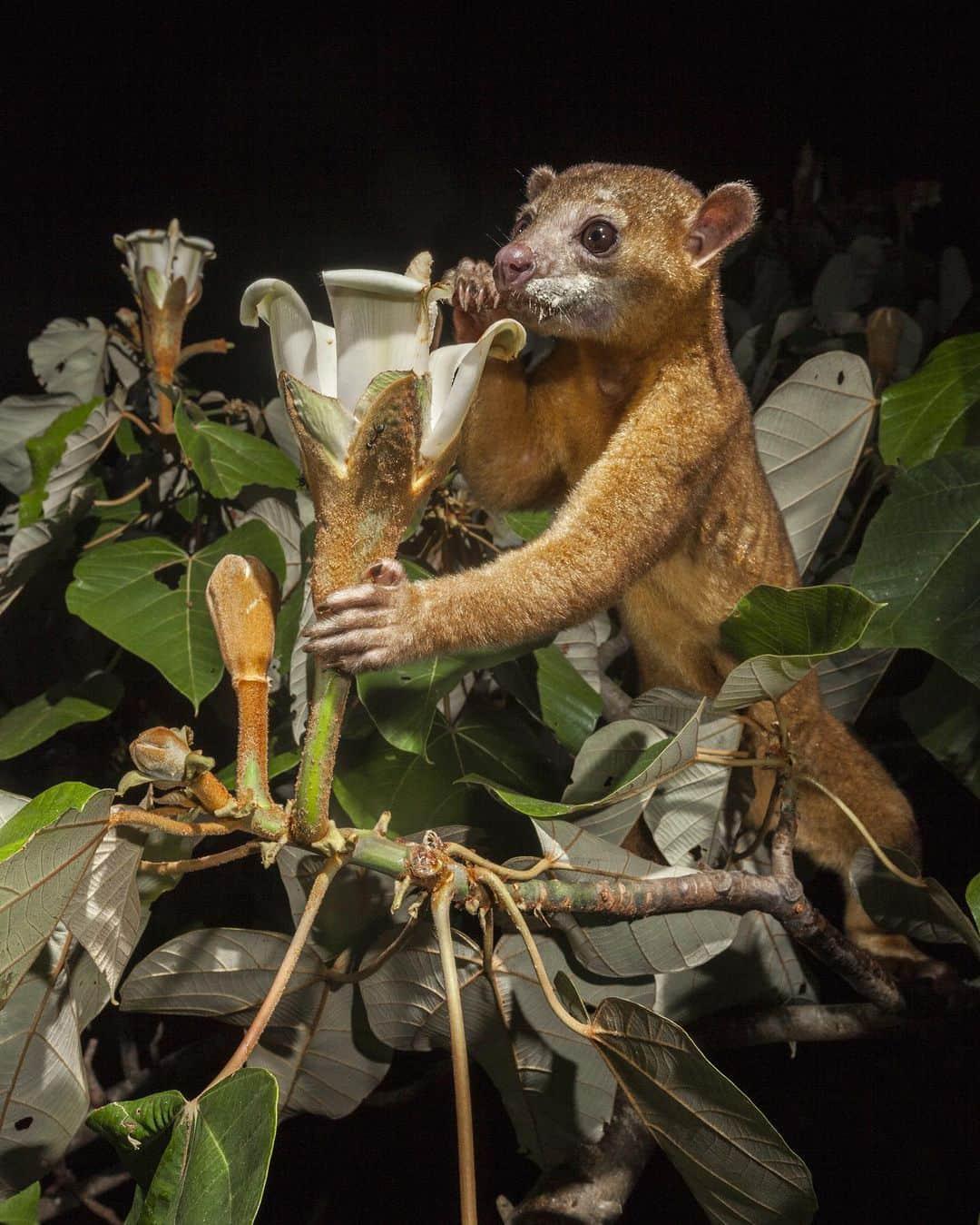 🌎 7 Astonishing Amazon Animal Stories You’ve Probably Never Read Before