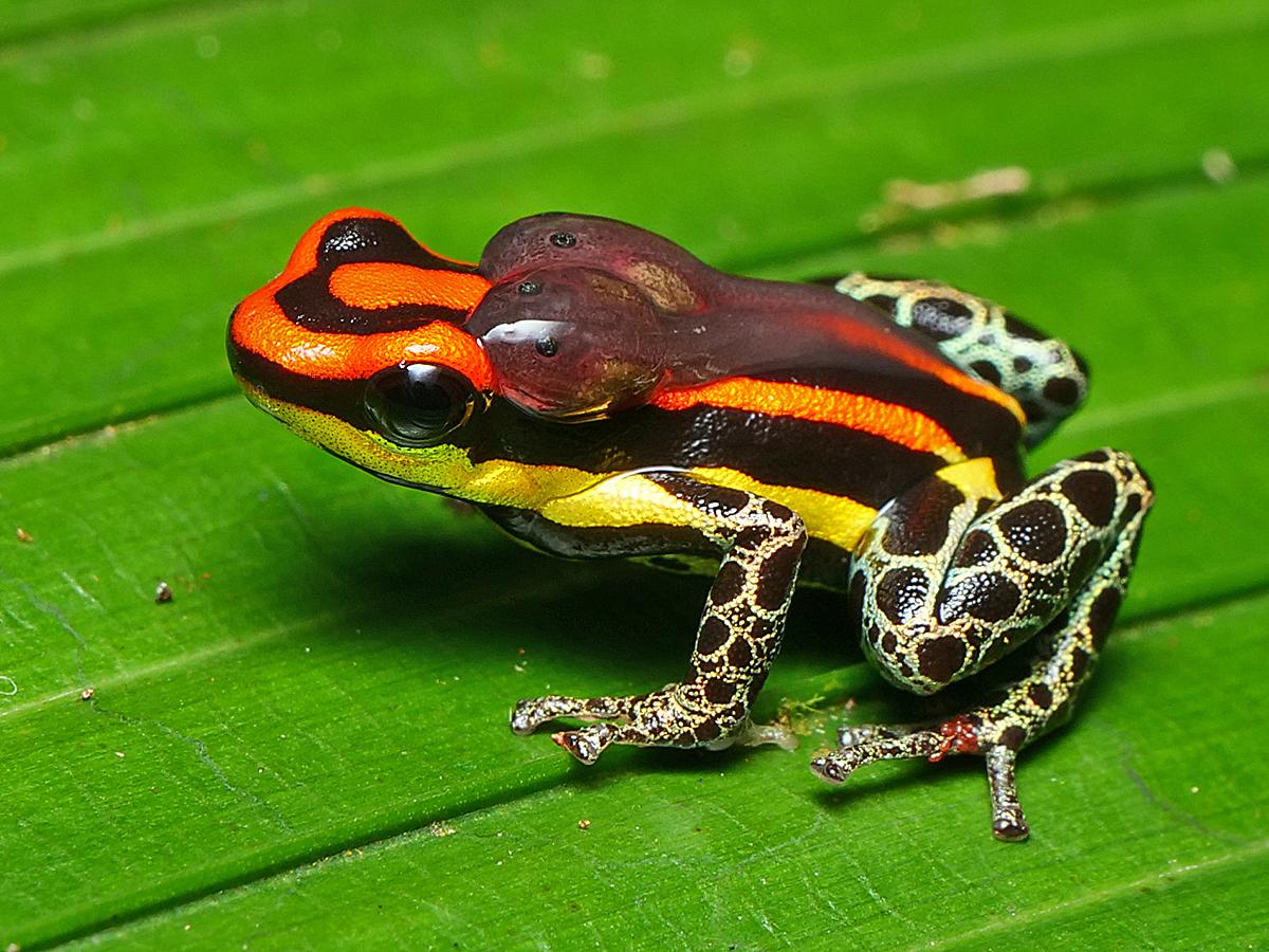 🌿 7 Extraordinary Amazon Animal Stories That Will Change the Way You See the Rainforest