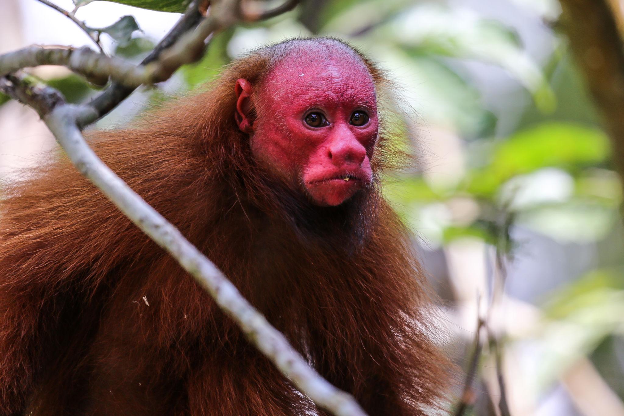 🌿 7 Little-Known Amazon Animal Stories That Are Stranger Than Fiction