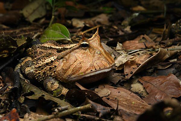 🌿 7 Hidden Amazon Animal Stories That Even Experienced Wildlife Lovers Rarely Know
