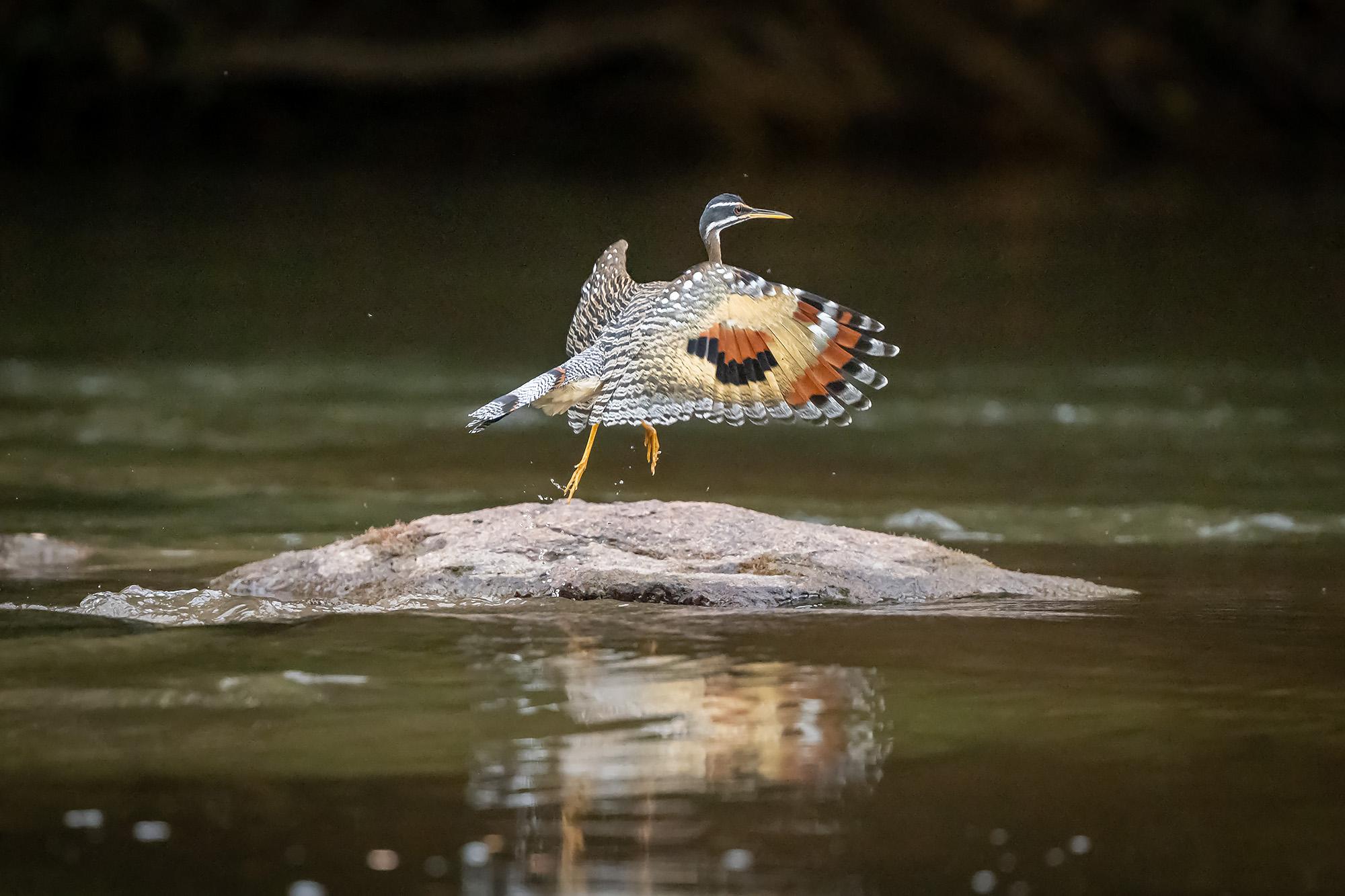 🌿 7 Hidden Amazon Animal Stories That Seem Too Strange to Be Real