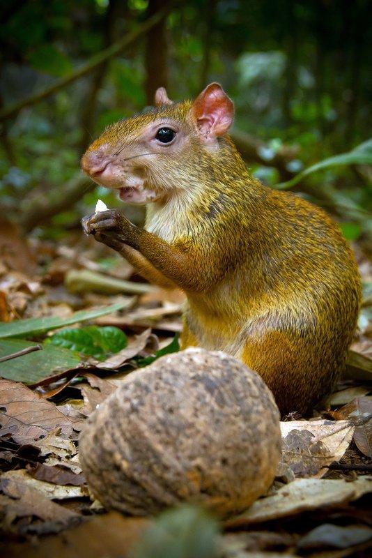 🌳 7 Incredible Amazon Animal Stories Hidden Deep in the Rainforest