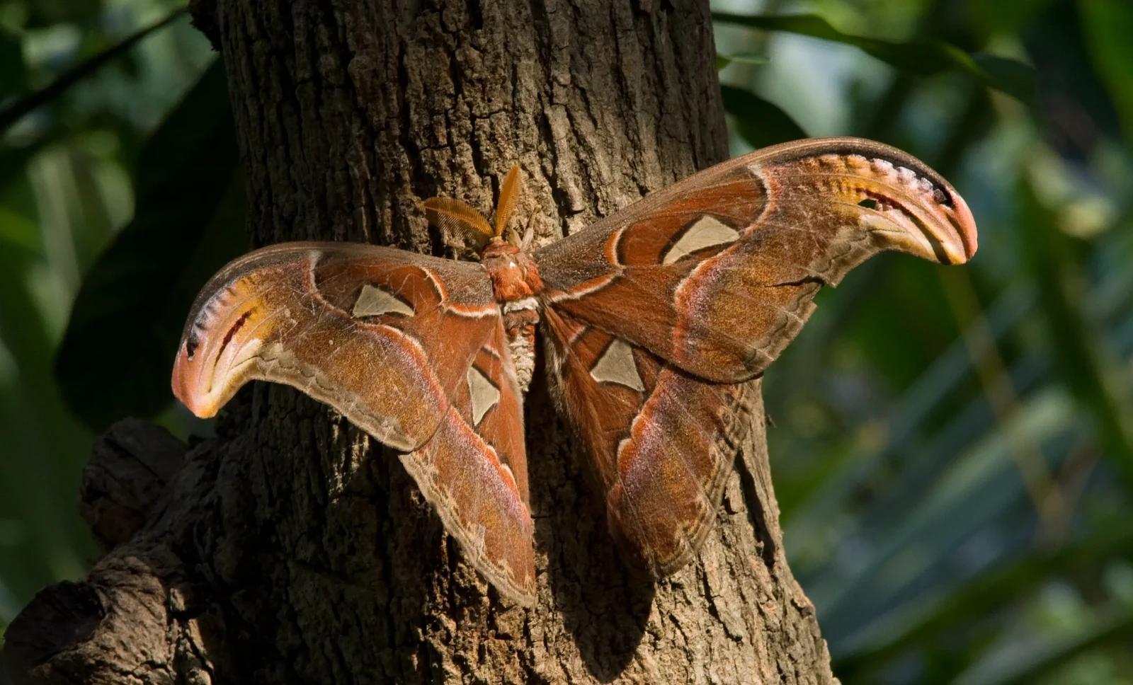 🌿 7 Amazing Amazon Rainforest Animals With Unbelievable Survival Secrets
