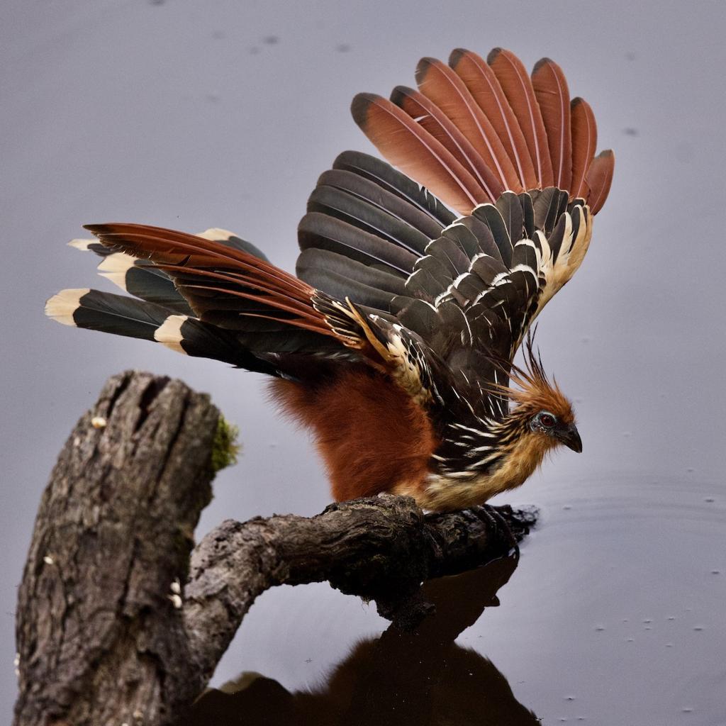 🌿 7 Incredible Amazon Animal Stories That Most People Have Never Discovered
