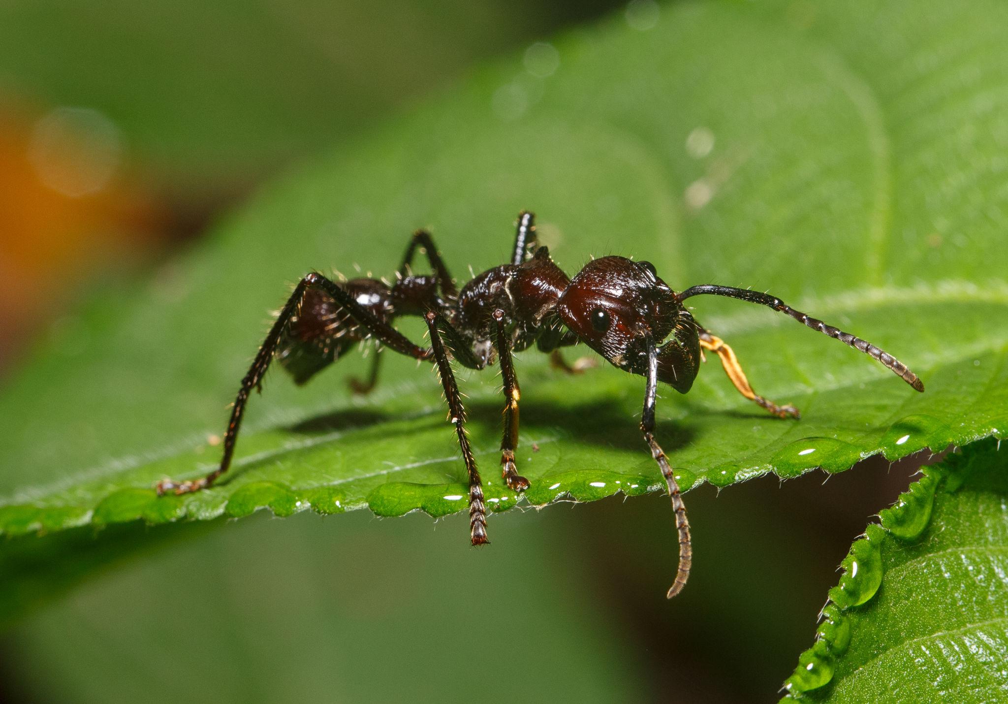 Amazon’s Hidden Legends: 7 Incredible Animal Stories That Prove the Rainforest Is Stranger Than Fiction