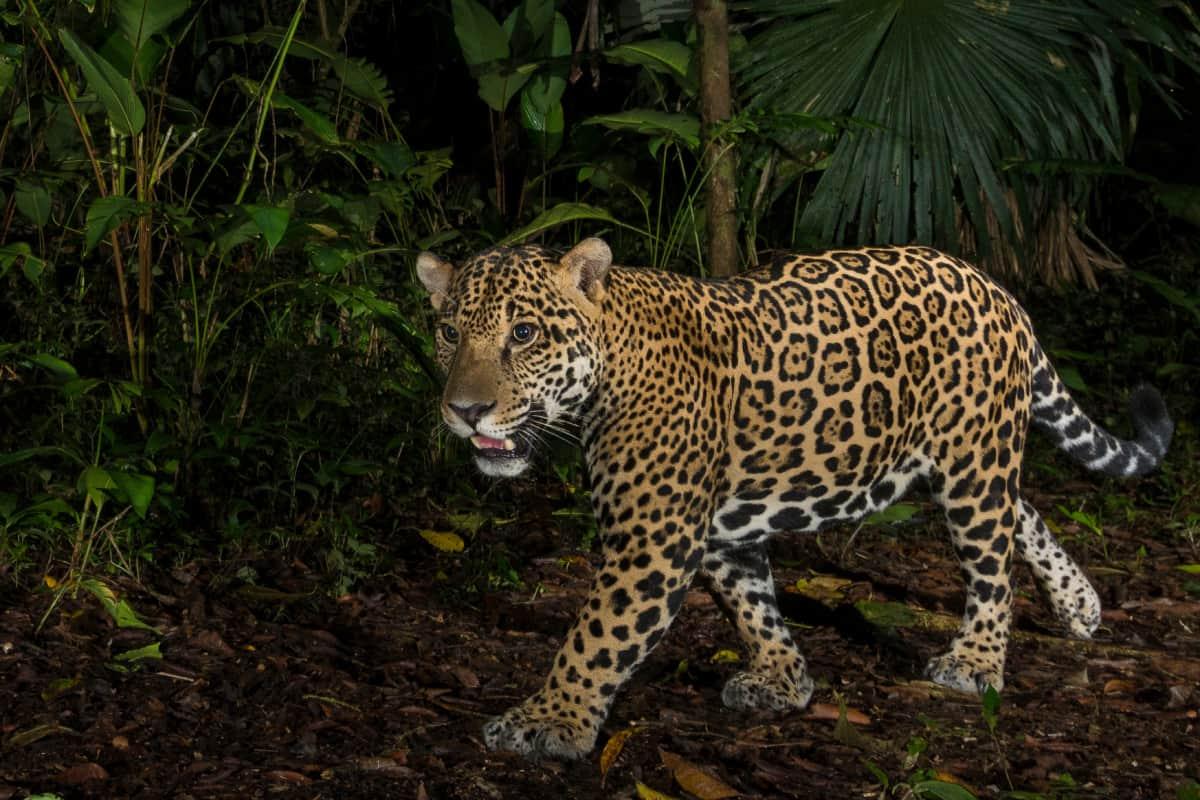 7 Incredible Animal Stories from the Amazon Rainforest | Amazing Wildlife Facts