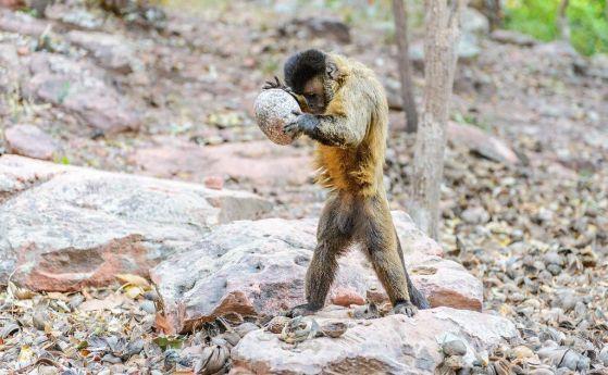 🌿 7 Amazing Amazon Animal Stories That Sound Like Science Fiction—But Are Real