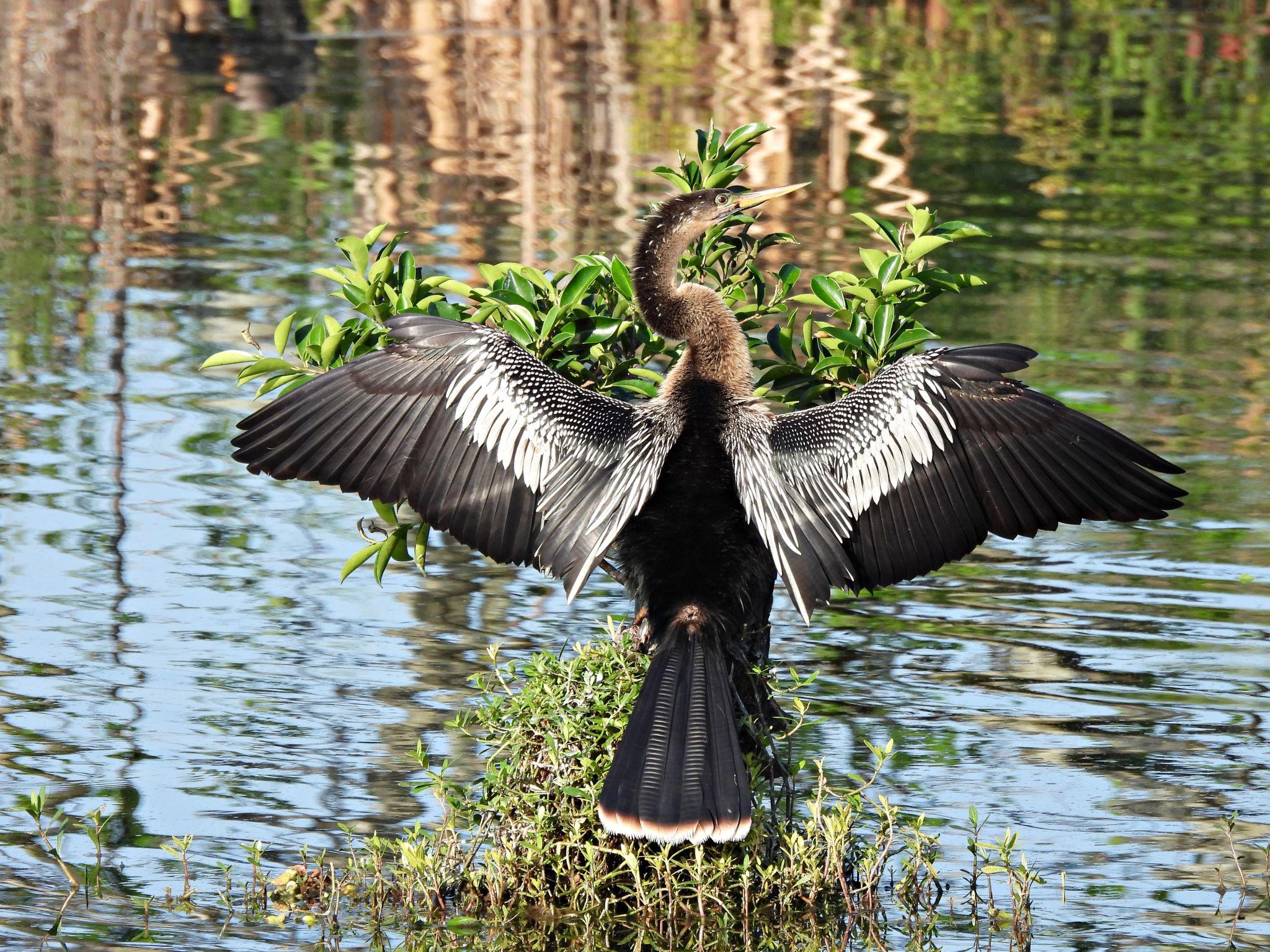 🌿 7 Rare Amazon Animal Stories That Reveal Nature’s Hidden Genius