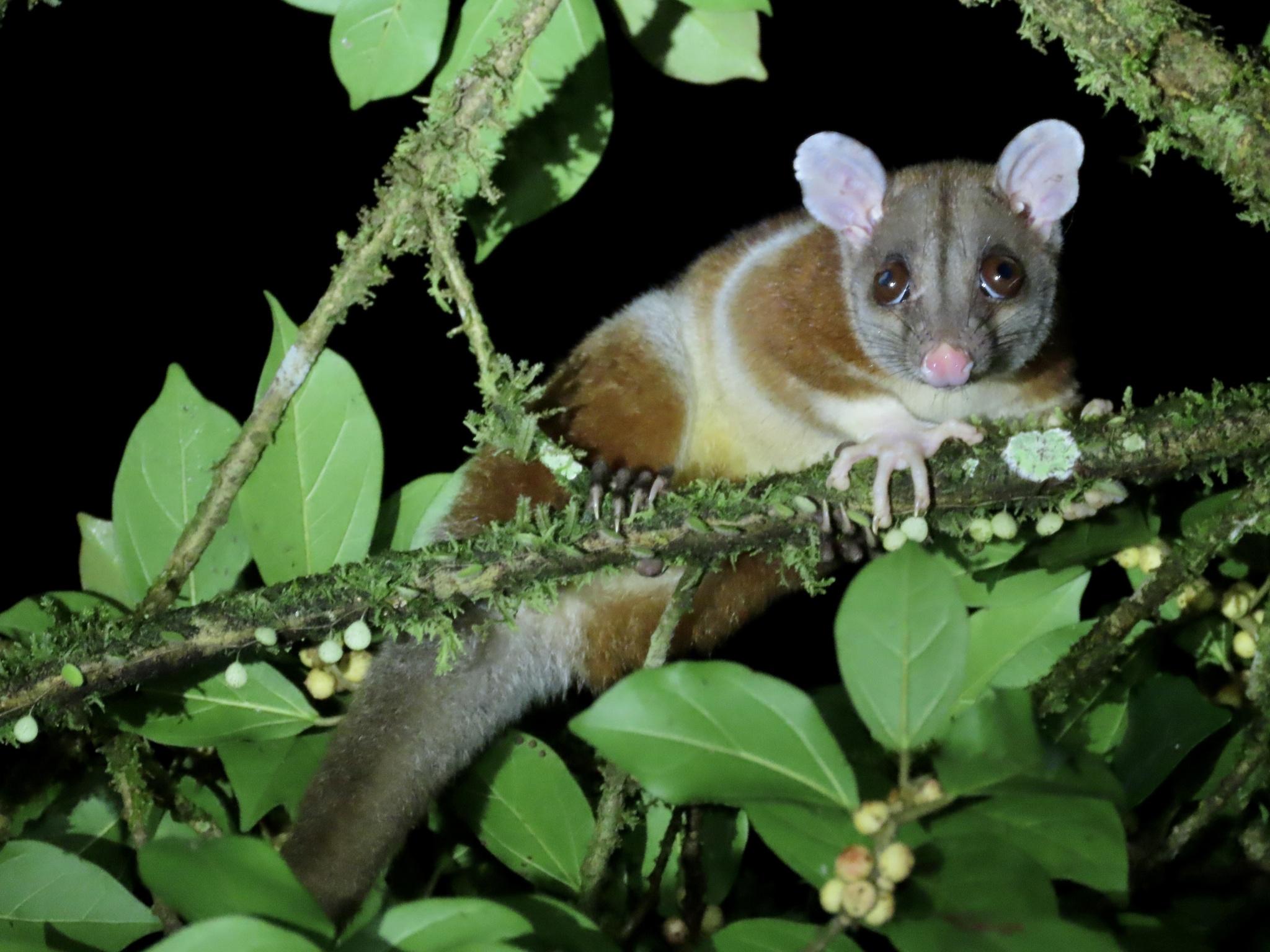 🌿 7 Extraordinary Amazon Animal Stories That Will Change the Way You See the Rainforest