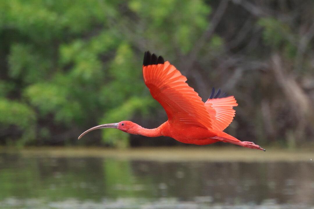 🌿 7 Extraordinary Amazon Animal Stories That Reveal Nature’s Best-Kept Secrets