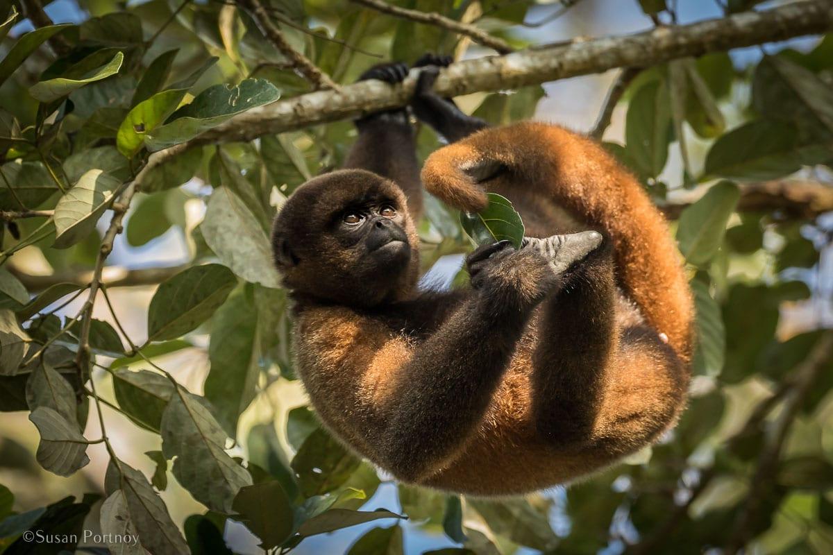 🦋 7 Incredible Amazon Animal Stories That Nature Lovers Rarely Hear About