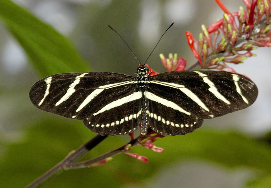🌎 7 Remarkable Amazon Animal Stories That Most Wildlife Fans Have Never Heard
