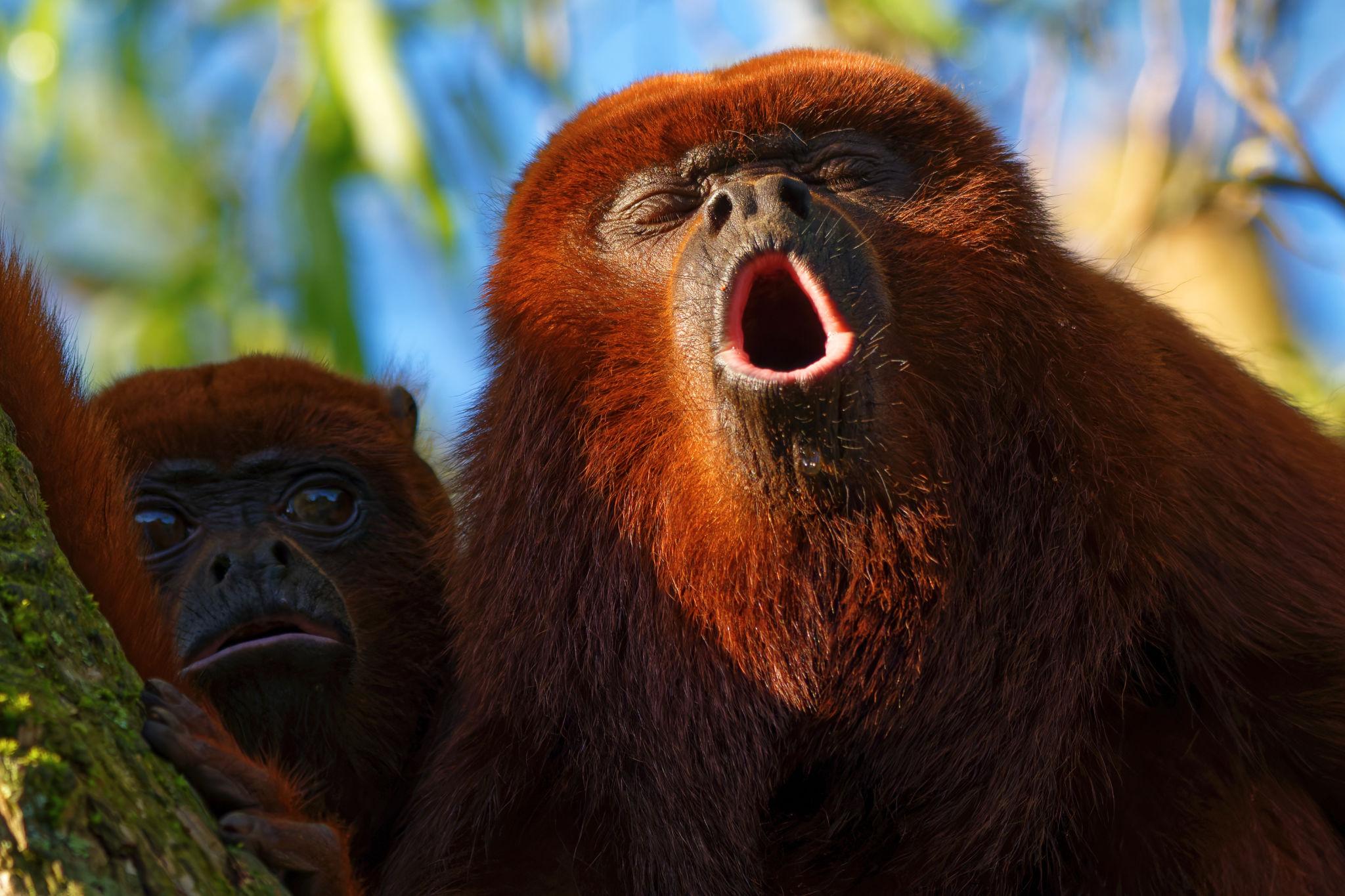 🌿 7 Extraordinary Amazon Animal Stories That Few People Know