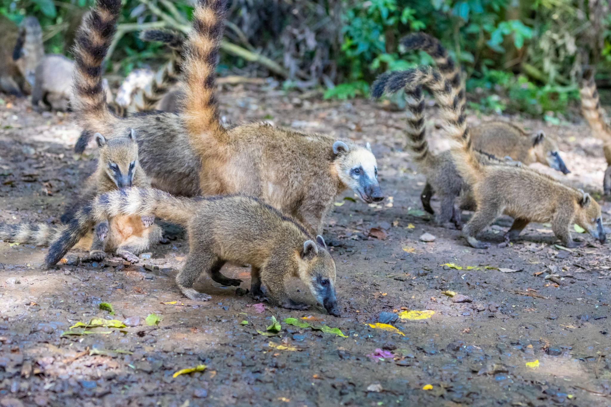 🌿 7 Incredible Amazon Animal Stories That Feel Like Nature’s Greatest Mysteries