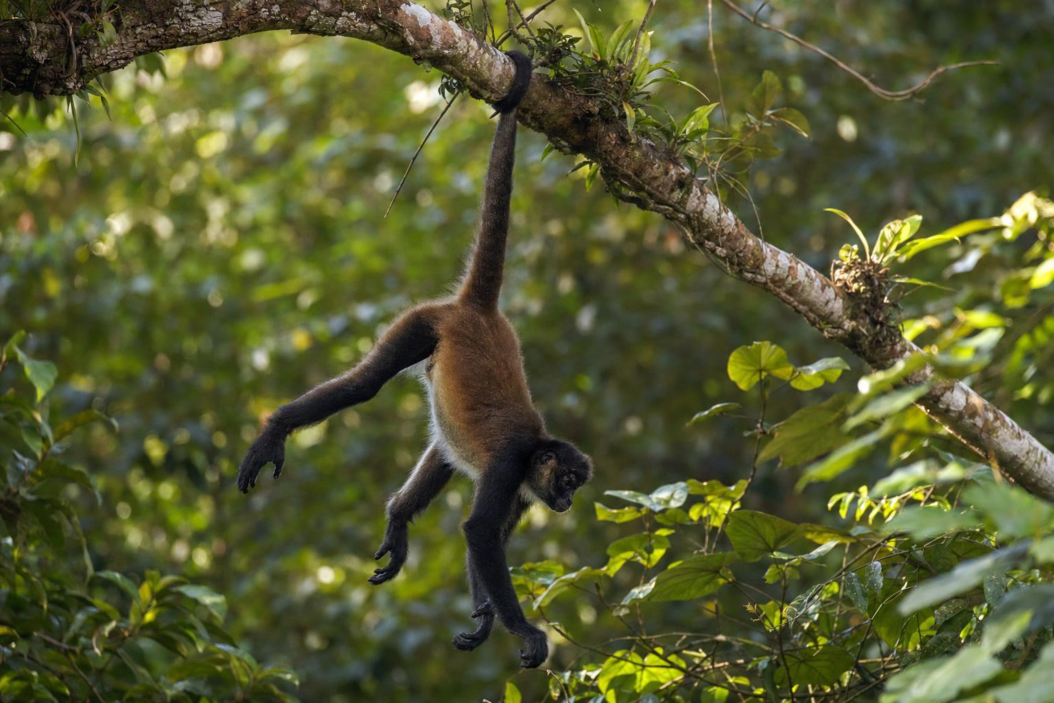 🌿 7 Incredible Amazon Animal Stories Hidden Deep in the World’s Largest Rainforest