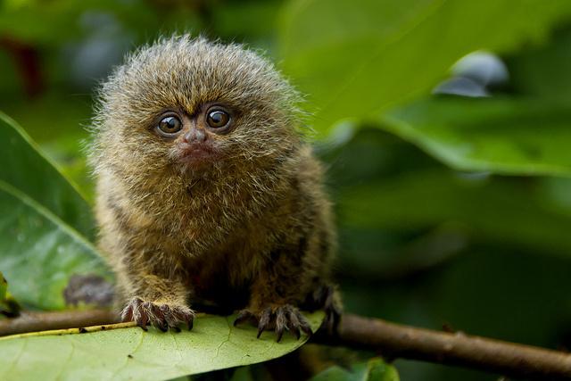 Small Amazon rainforest creatures revealed by macro wildlife photography