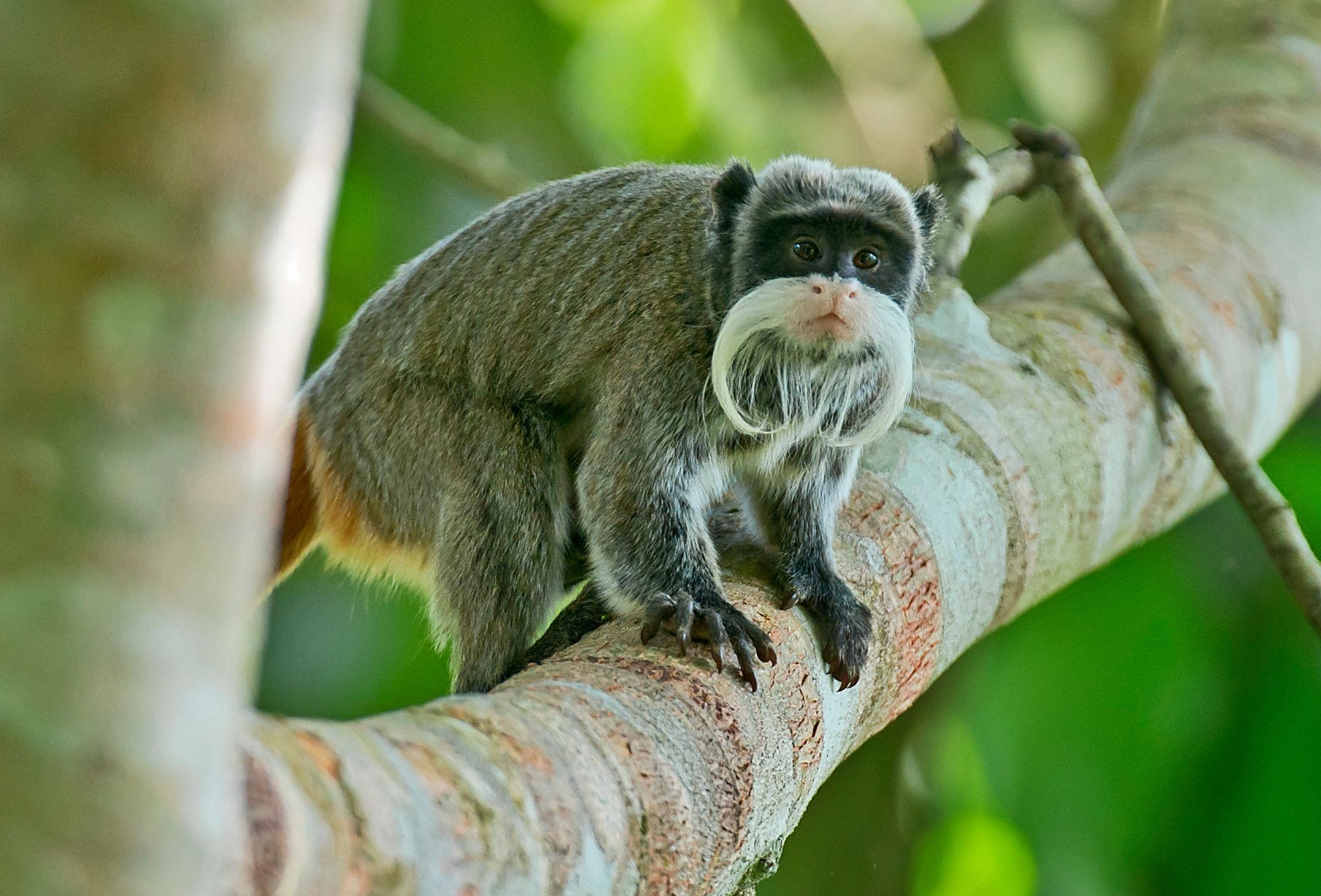 Tiny Amazon rainforest primates and frogs photographed close up