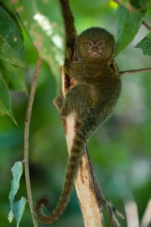 Small Amazon rainforest insects and miniature wildlife