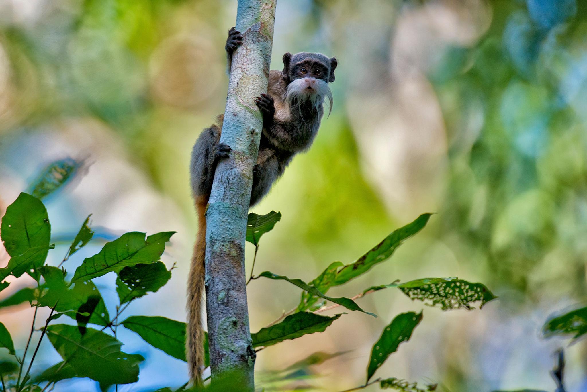 Tiny Amazon rainforest animals hidden among leaves and forest litter